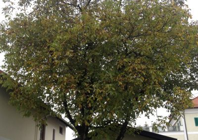 Die Walnüsse für GOLDMOMENT kommen aus Salzburg ...