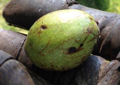 Gehört dazu: Im Laufe des Sommers verliert der Walnussbaum einige grüne Nüsse – zum Ansetzen von Nusslikör wunderbar geeignet ;-)