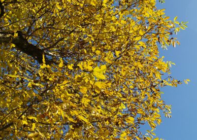 Der Herbst zieht ins Land. Zeit, um sich auf die Walnuss-Ernte vorzubereiten ...