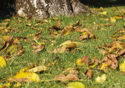 Schön, wenn das Wetter mitspielt. Lange Trockenperioden im Herbst sorgen für trockene Nüsse in der Wiese. Bei Regen – oder frühem Schnee im September – sieht die Sache leider anders aus. Die Natur gibt uns das Ernte-Wetter vor ...